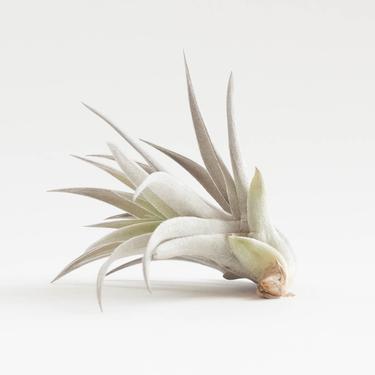 air plant (Package F)