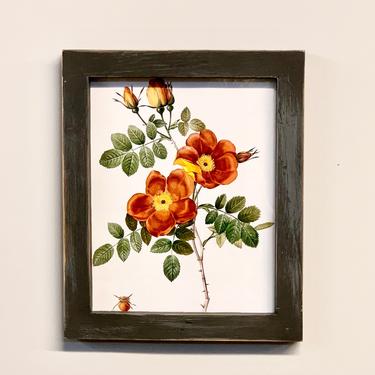 Framed Botanical Print Rose | Redoute French Botanical Roses Print | Flower Print | Vintage Illustration | P J Redoute French Artist 