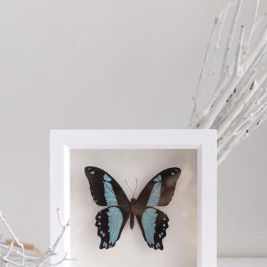 Framed Blue Banded Swallowtail Butterfly