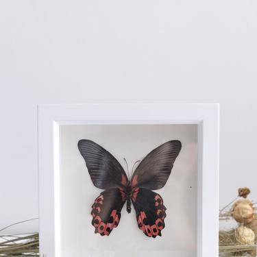 Framed Scarlet Mormon Butterfly Underside