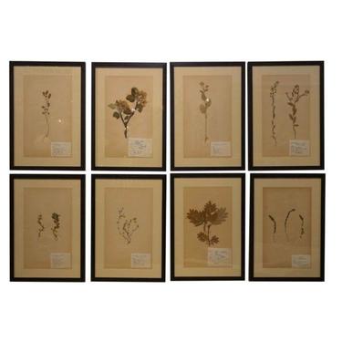 Swedish Framed Herbariums (20 in stock)