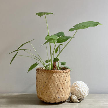 Woven Basket Planter Bamboo Palm Leaf Plant Basket Coastal Boho Tropical Decor 