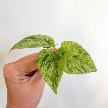 Marble Queen Pothos LIVE Plant Cutting - Unrooted 