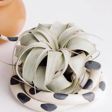Large Ceramic Snake With Plant