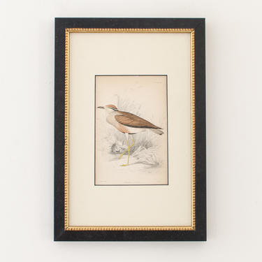 Antique Hand Colored Engravings Framed Senegal Courier Bird (Bookplate 24) &amp;quot;The Naturalist's Library&amp;quot; by Sir William Jardine c.1830 