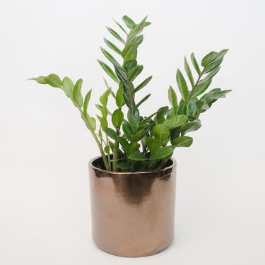 zz plant (package D)