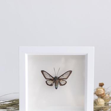 Framed Bee Mimic Moth