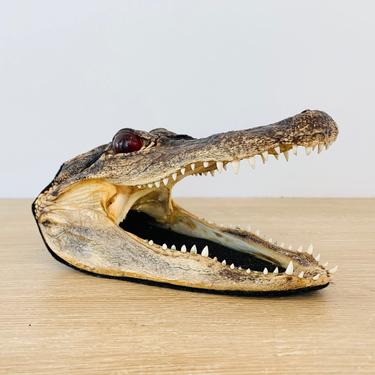 Vintage Taxidermy Alligator Head Florida Souvenir 