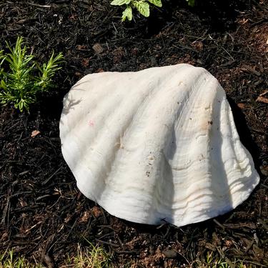 Large Natural Clam Shell 