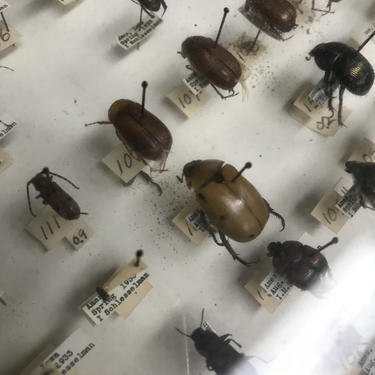 1930s Beetle Bug Collection Antique Entomology 