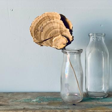Dried Mushroom Floral Decor | Vase Filler | Sponge Mushroom | Woodland Decor | Floral Decor | Natural Decor | Craft Supplies Projects 