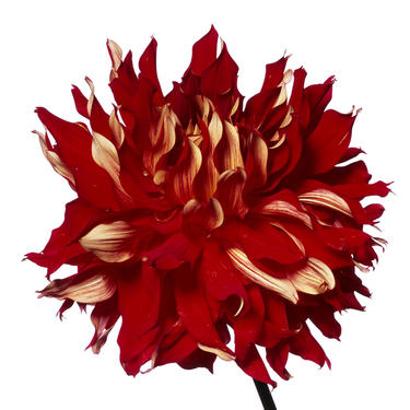 Red Fire Dahlia by Michael Zeppetello
