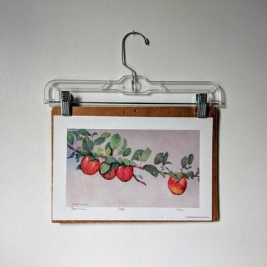 vintage 90's &amp;quot;apples&amp;quot; apple branch nature scene limited edition original art print by BetaGoods