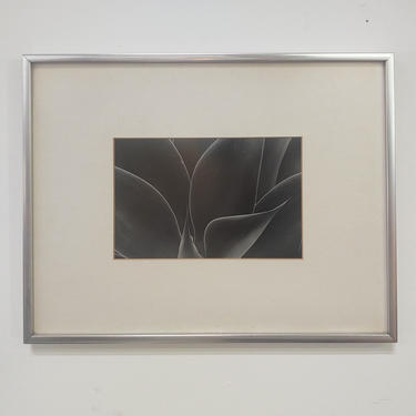 Framed Agave Plant Photograph Vintage Wall Art 