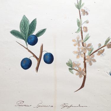 1800's Original Botanical Watercolor - Prunur Spinosa #149 by K. G. A. Winkler, Antique Painting 