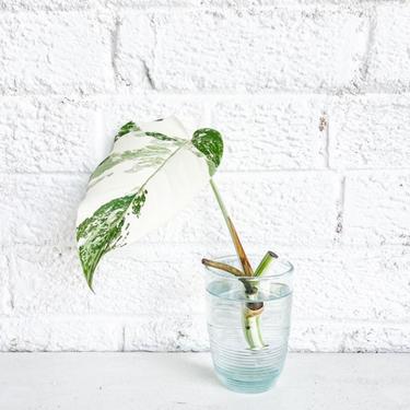 Variegated Monstera Clipping to Benefit The Trevor Project