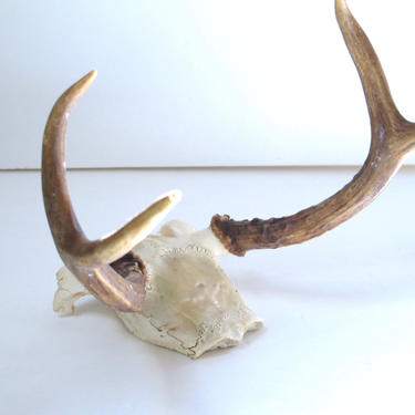 Deer Antlers Wall Hanging Horns Decor Vintage Bones Real Animal Horns Deer Shed Deer Skull Vintage Taxidermy Boho Decor Animal Skull Decor 