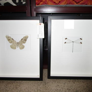 PAIR PRICED SEPARATELY LARGE  FORM AND PHEROMONE FRAMED MOTH AND DRAGONFLY