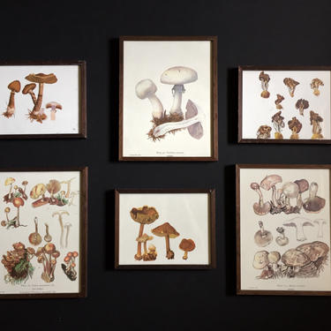 Vintage Set of Framed Mushroom Prints, Botanical illustrations, Set of 6 Original Vintage Botanical Prints, Fungi Lithographs, 