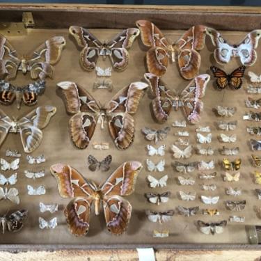 Circa 1971 Lepidopterist Pin Mounted CollectionMoths
