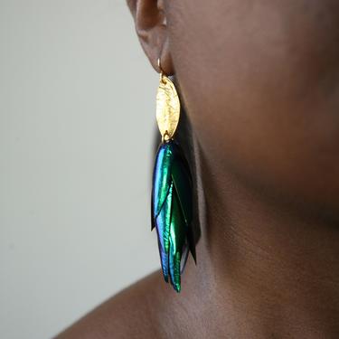 The Body that Remains - Fancy Beetle Wing Gold  Tone Earrings 