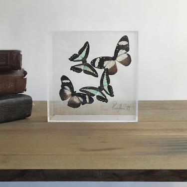 Vintage Signed Butterfly Art Mounted / Butterfly Display 