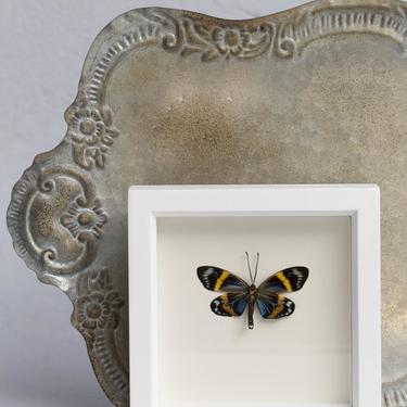 Framed Day Moth