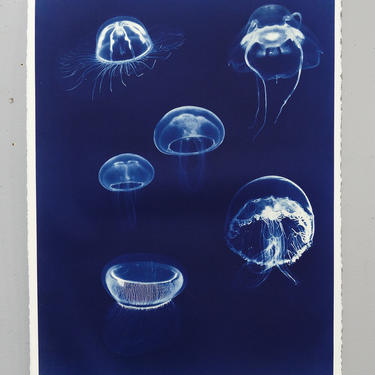 Jellyfish Cyanotype on Watercolor Paper (signed)