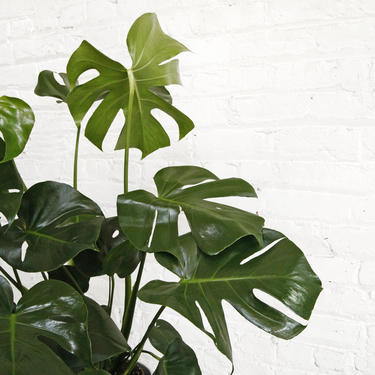 Large Monstera Philodendron