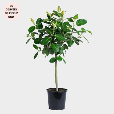 Ficus Audrey Plant