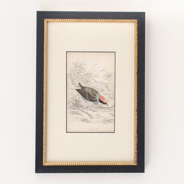 Antique Hand Colored Engravings Framed Rufus-Crowned Tody Bird (Bookplate 16) &amp;quot;The Naturalist's Library&amp;quot; by Sir William Jardine c. 1830 
