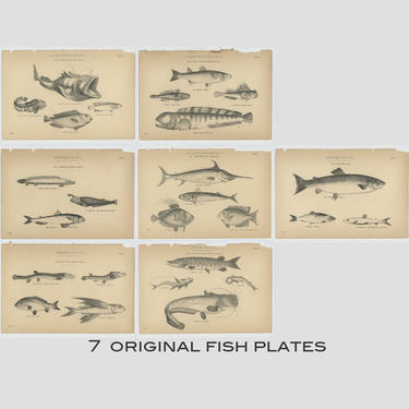 antique fish book plates, vintage fish book plates, antique fish prints, 7 fish prints, original fish book plates, fish illustrations, fish 