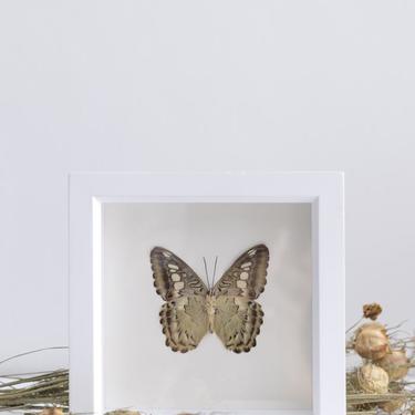 Framed Clipper Butterfly Underside