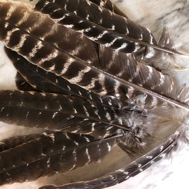 Wild Turkey Feather 