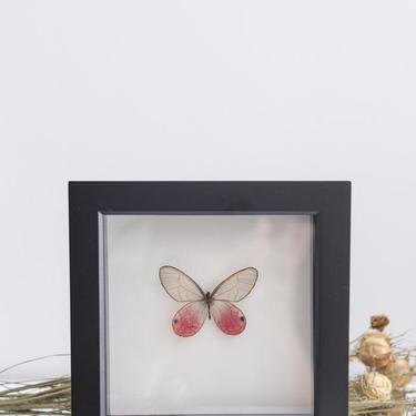 Framed Pink Glasswing Butterfly