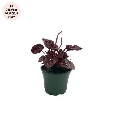 Peperomia Ripple Schumi Red Plant