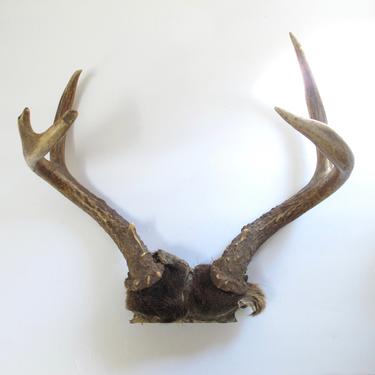 Deer Antlers Decor Real Animal Horns Deer Shed Deer Skull Vintage Taxidermy Deer Skull Boho Decor Animal Skull Decor Antlers Country Decor 