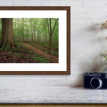 Forest Wall Art, Catoctin Mountains National Park, Forest Print, Maryland Print, Nature Photography, Hiking Trail Print, Woodland Wall Art 
