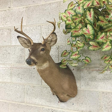 Vintage Deer Head Mount Retro 1980s Authentic Deer Head + 8 Point + Rack + Trophy + Wall Mount + Hunting + Taxidermy + Outdoors + Wall Decor 