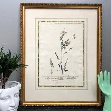 Antique Sweet Clover Botanical Print, Framed &amp; Matted