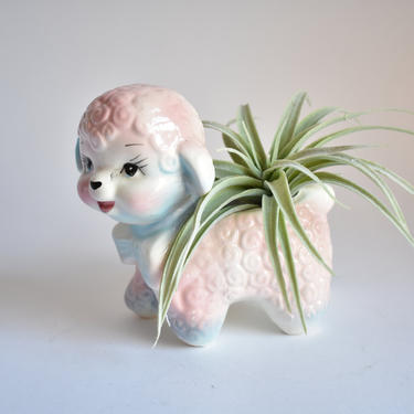 Kitsch Planter Poodle | Air Plant House Plant Pot | Gift for Baby Shower | Blue Pink Cute Sweet Puppy Dog | Birthday Gift | Retro Vintage 