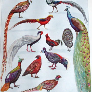 Beautiful Book Plate of Pheasants, Peacocks / 1946 