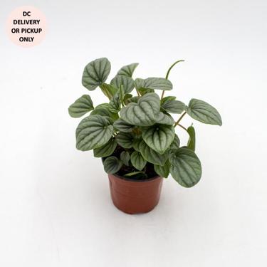 Peperomia Frost Plant