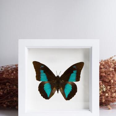 Framed Blue Shoemaker Butterfly