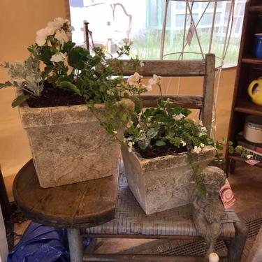 Beautiful Matching Pair of Concrete Planters, With Flowers