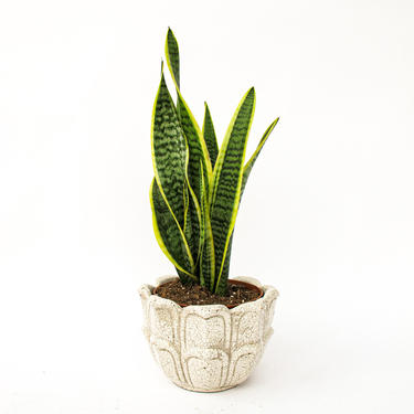 Beautiful Vintage Ceramic Floral White Ceramic Crackled Plant Pot 
