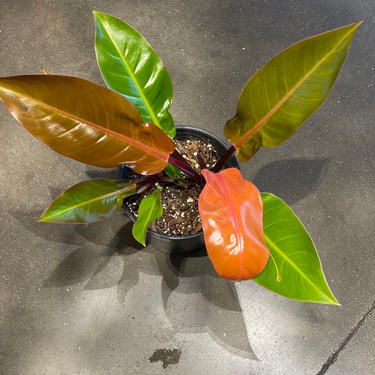 8" Philodendron Prince of Orange