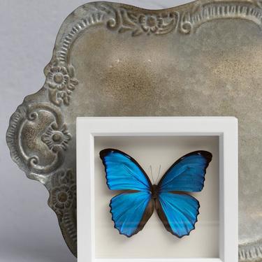 Framed Blue Morpho Butterfly