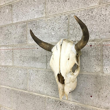 LOCAL PICKUP ONLY Vintage Cow Skull Retro 1970s White Bone Bull Head with Two Horns and Teeth Animal Taxidermy Wall Mount Decor 
