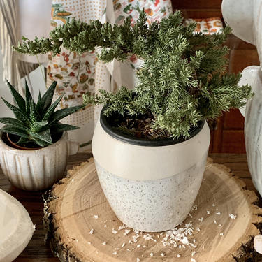 Small White Speckled Ceramic Planter | Small White Indoor Plant Pot | 4 inch Planter | White Stoneware Planter | Modern Vintage | Boho 